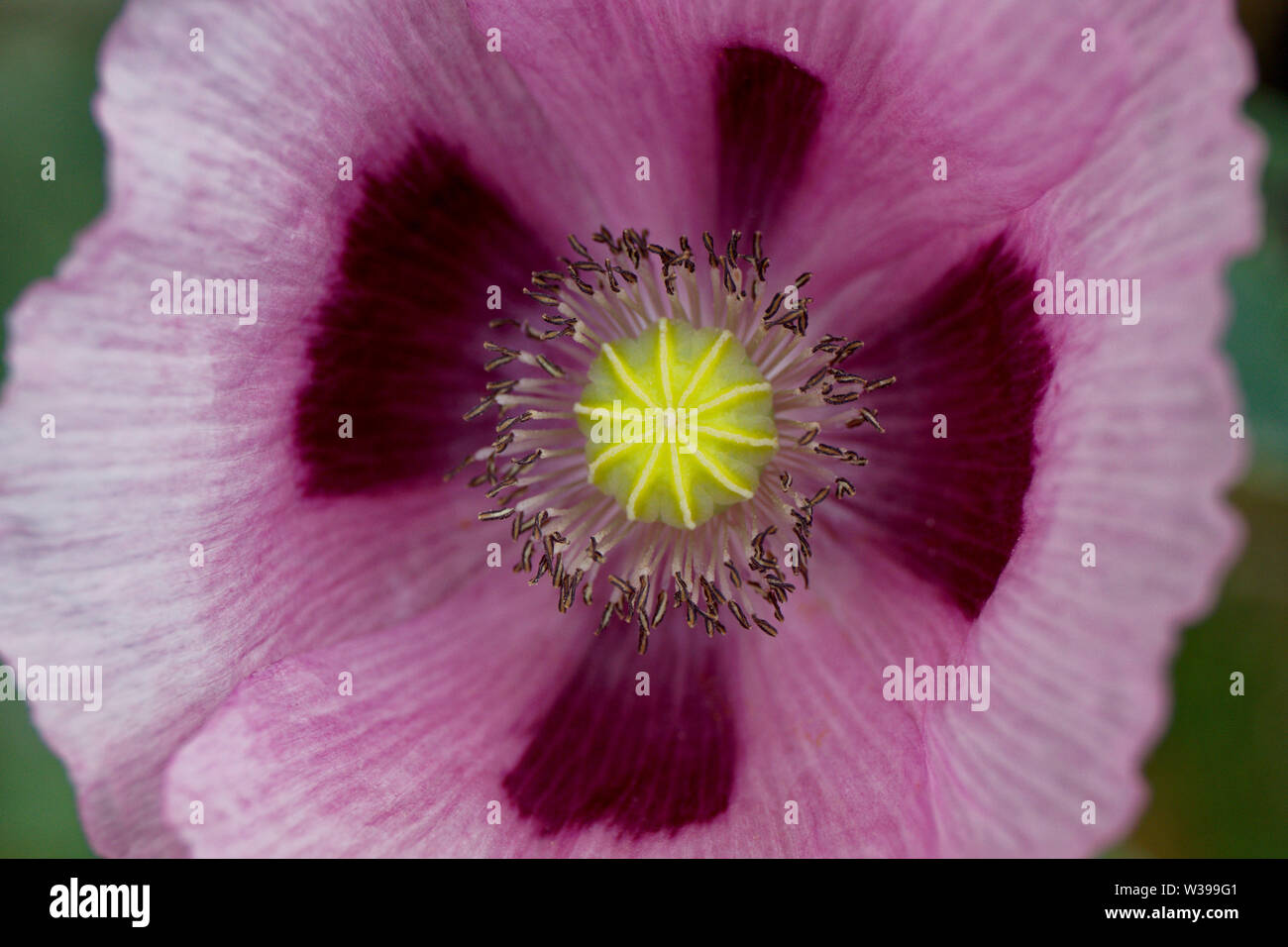 Poppy flower up close Stock Photo