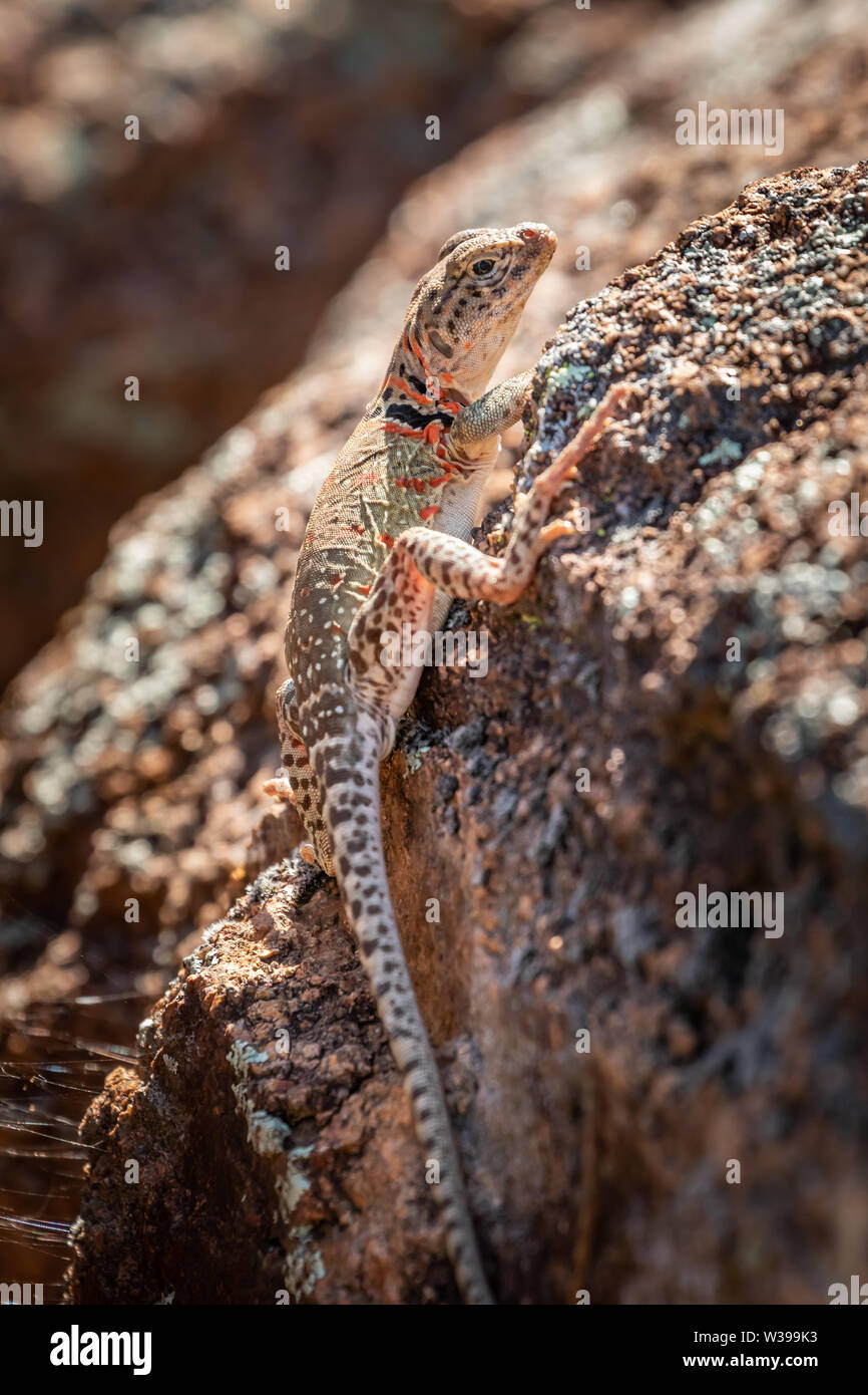Collared lizard mountain boomer hires stock photography and images Alamy