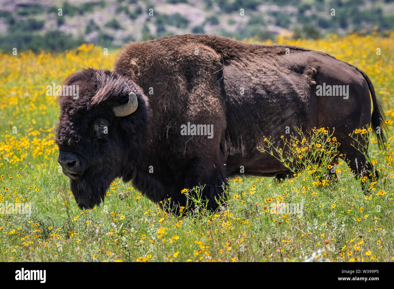 Buffalo, American Bison (Bison bison) on the native mixed grrass