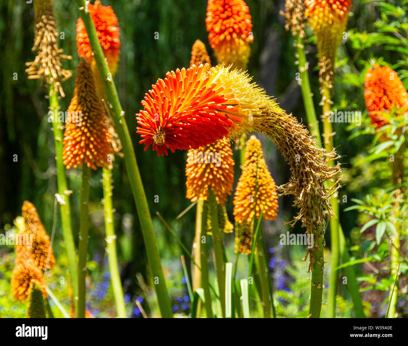 Closeup of spiky Red Hot Poker Flowers, Kniphofia, ‘Royal Standard’ growing in a botanical garden flowerbed. Stock Photo