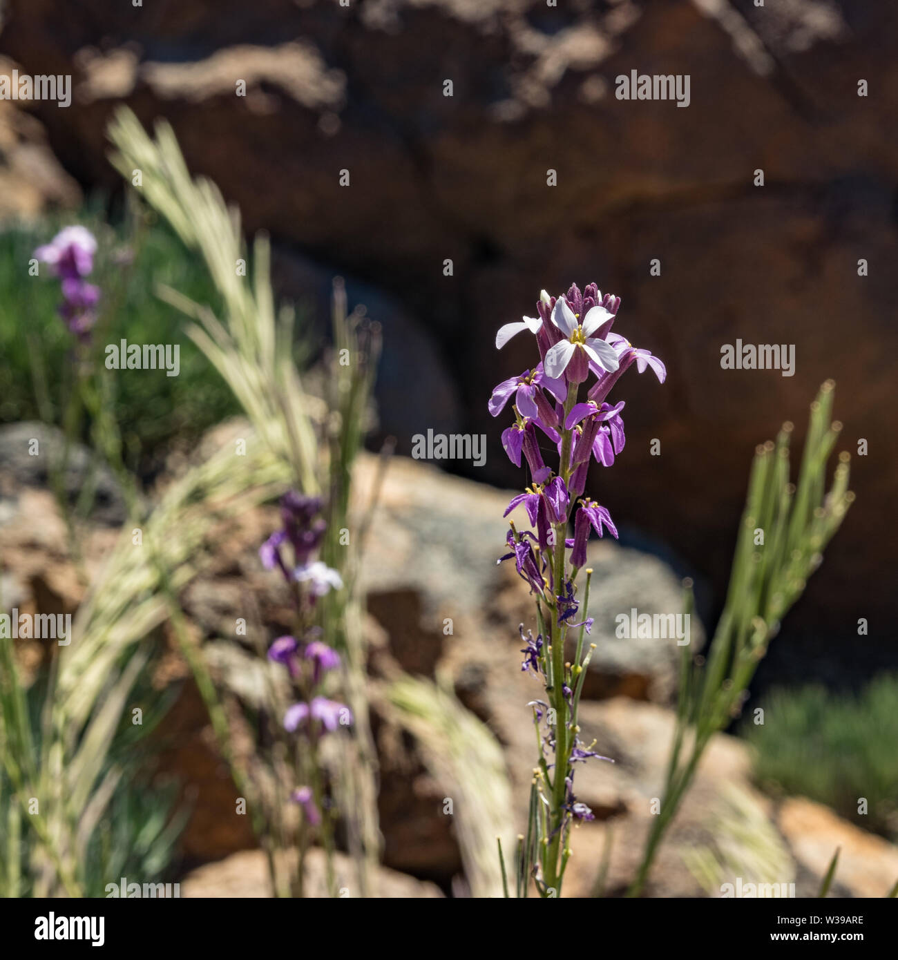 Square frame. Beautiful blooming Teide wallflower - Erysimum scoparium - surrounded by pieces of lava and basalt. Selective focus. National Park Teide Stock Photo