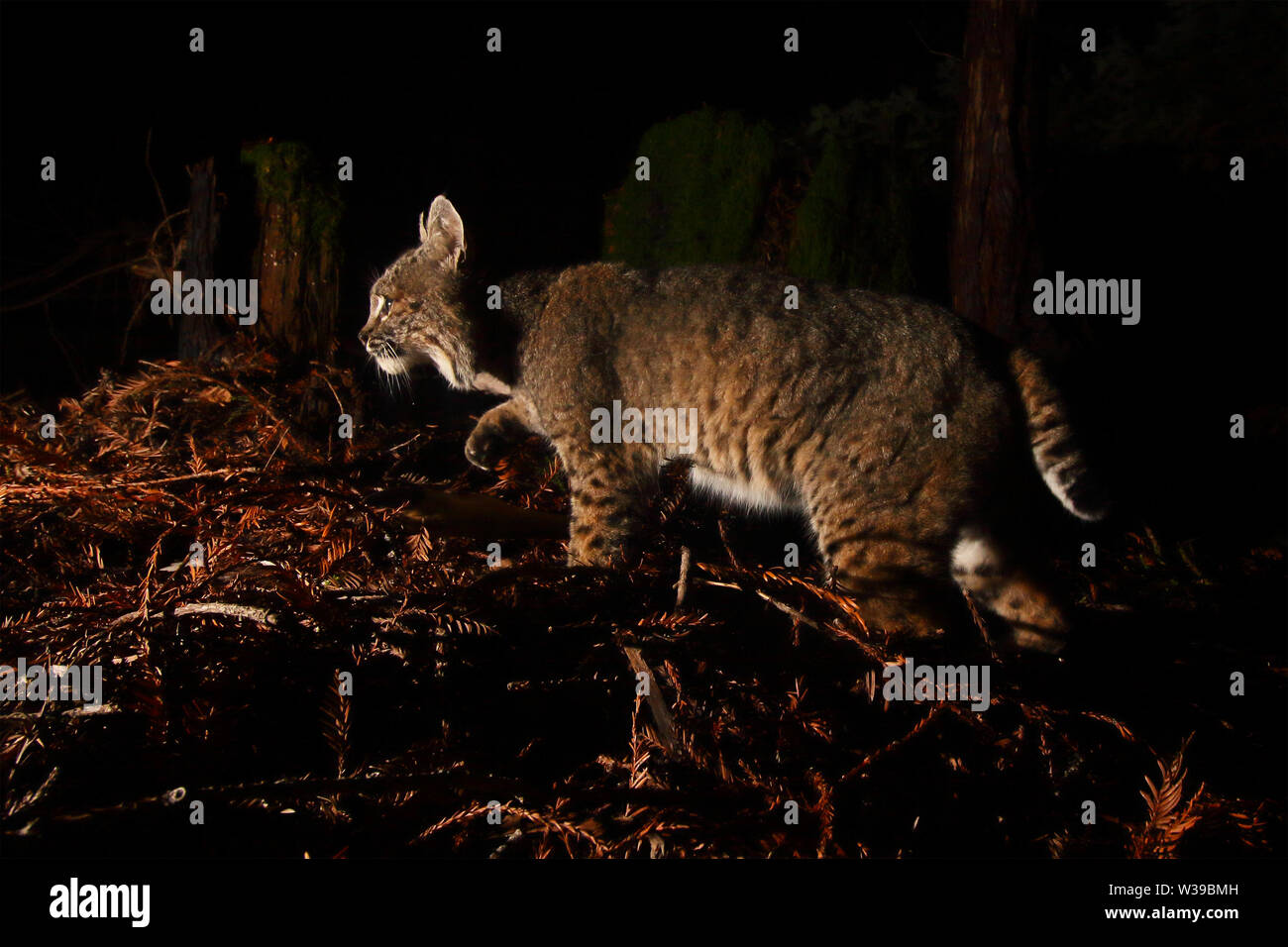 A Bobcat sneaking through a redwood forest while hunting Stock Photo