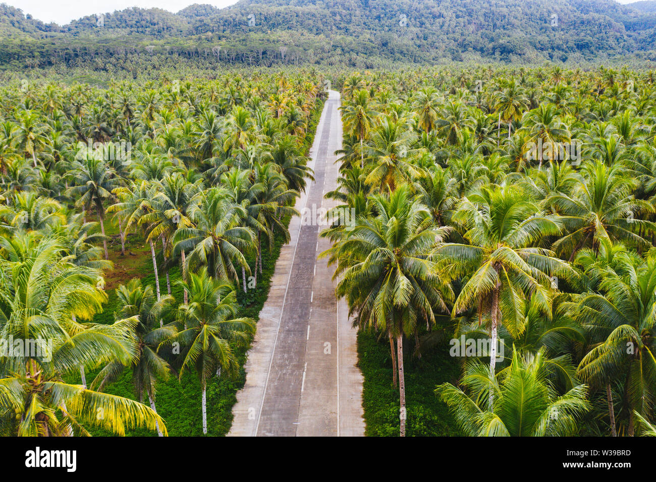 Landscape of green tropical forest with many coconut palm trees