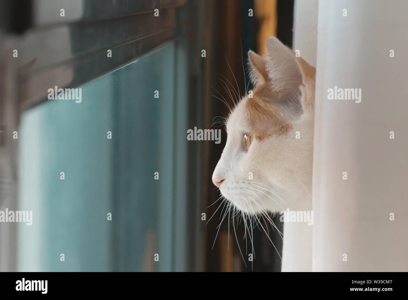 White cat with brown spots looking out the window behind a curtain Stock Photo