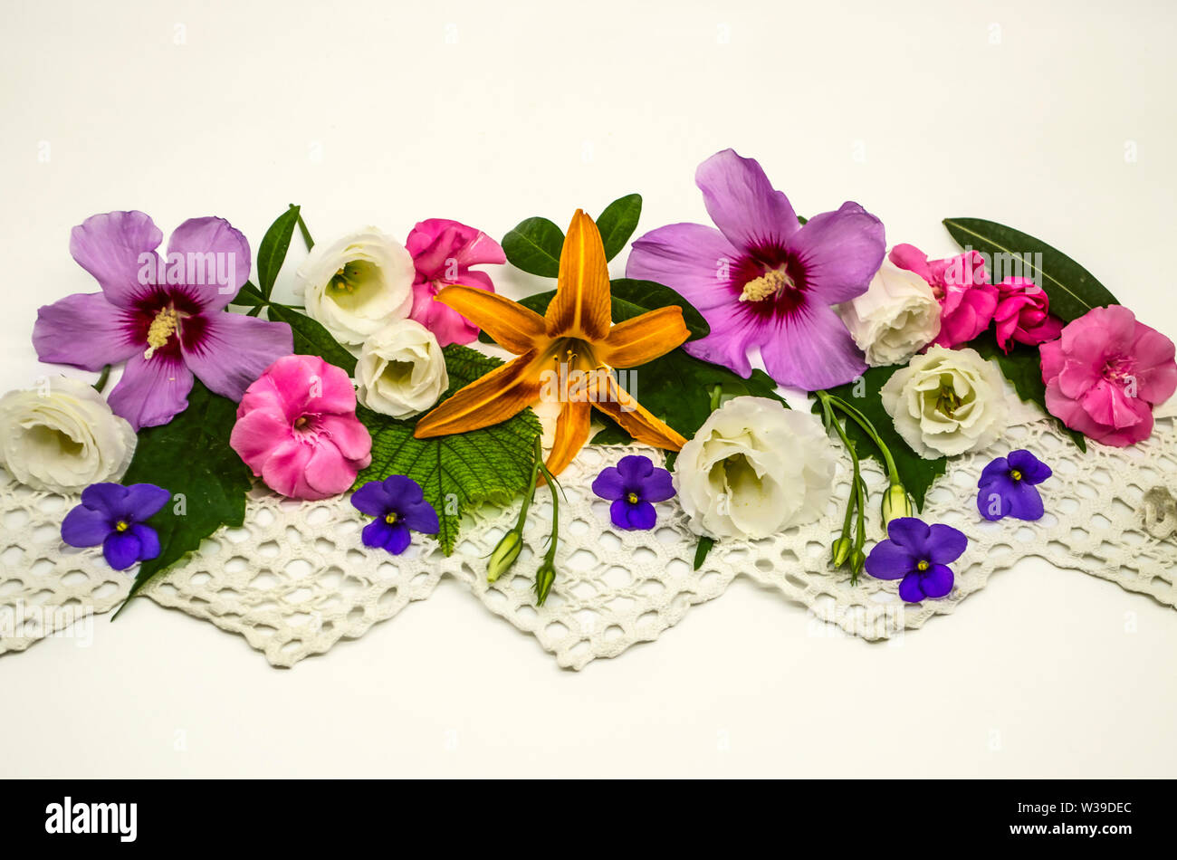 White background with an openwork border,located in the middle,is covered with heads of flowers of purple hibiscus, white Lisianthus, raspberry oleand Stock Photo