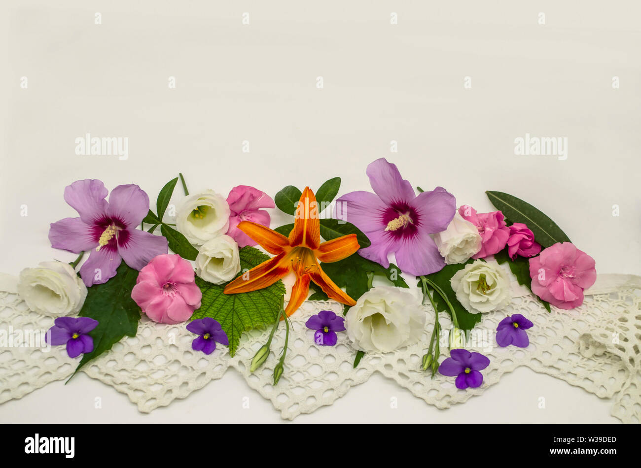 White background with an openwork border,located down below,is covered with heads of flowers of purple hibiscus, white Lisianthus, raspberry oleander Stock Photo