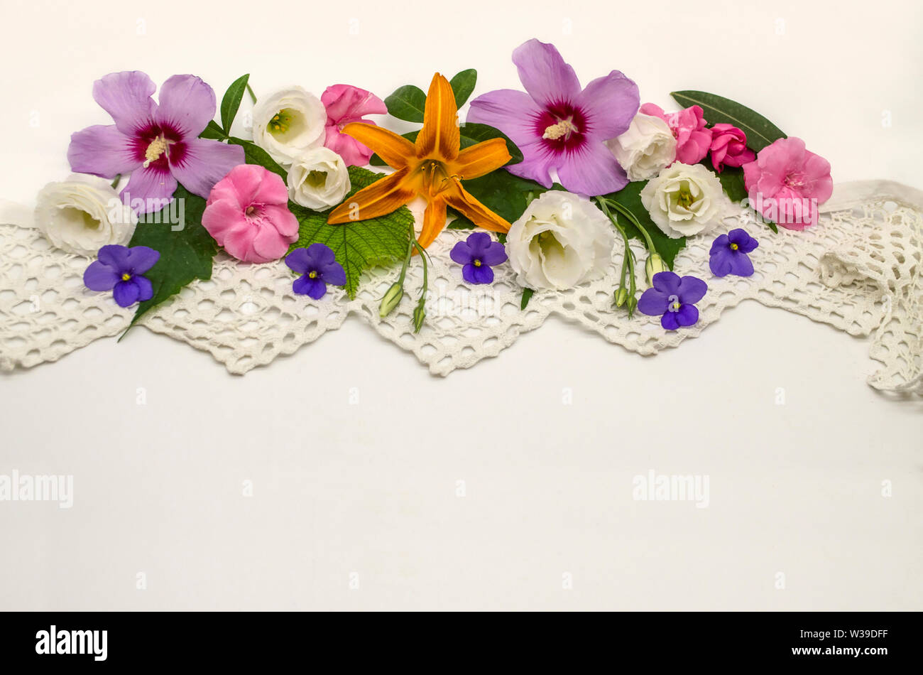 White background with openwork border,located at the top, covered with heads of flowers of purple hibiscus, white Lisianthus, raspberry oleander and v Stock Photo