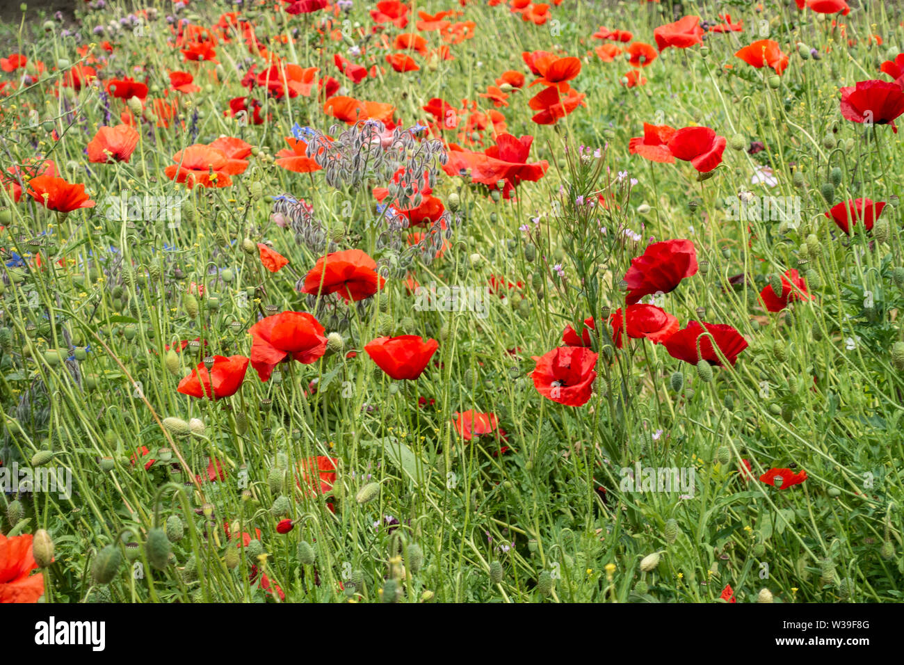 A planted wildflower meadow featuring Field Poppies, Papaver rhoeas Borage, Borago officinalis, and  Willowherb, Glasgow, Scotland, Rewilding. Stock Photo