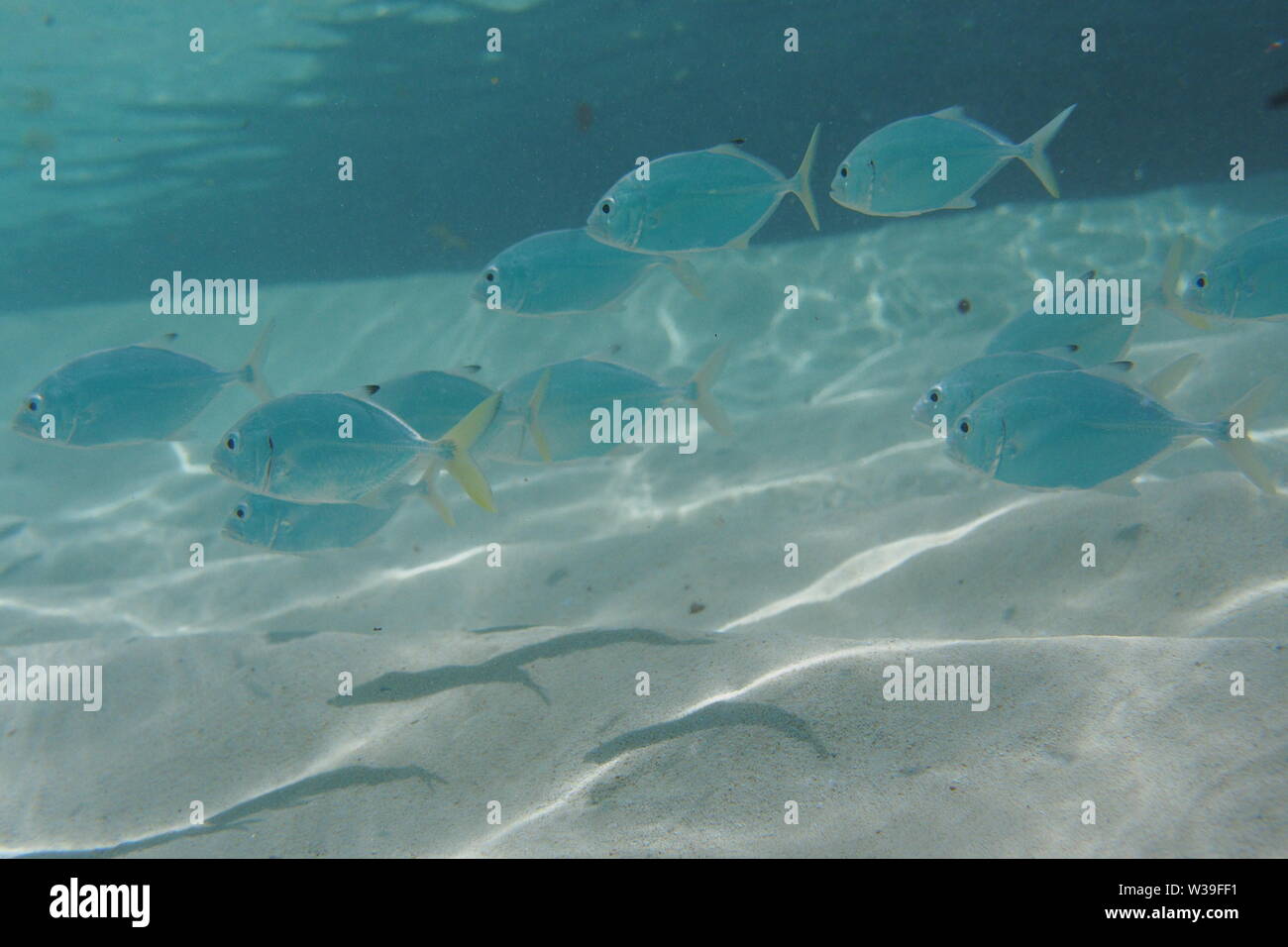 Caranx latu hi-res stock photography and images - Alamy