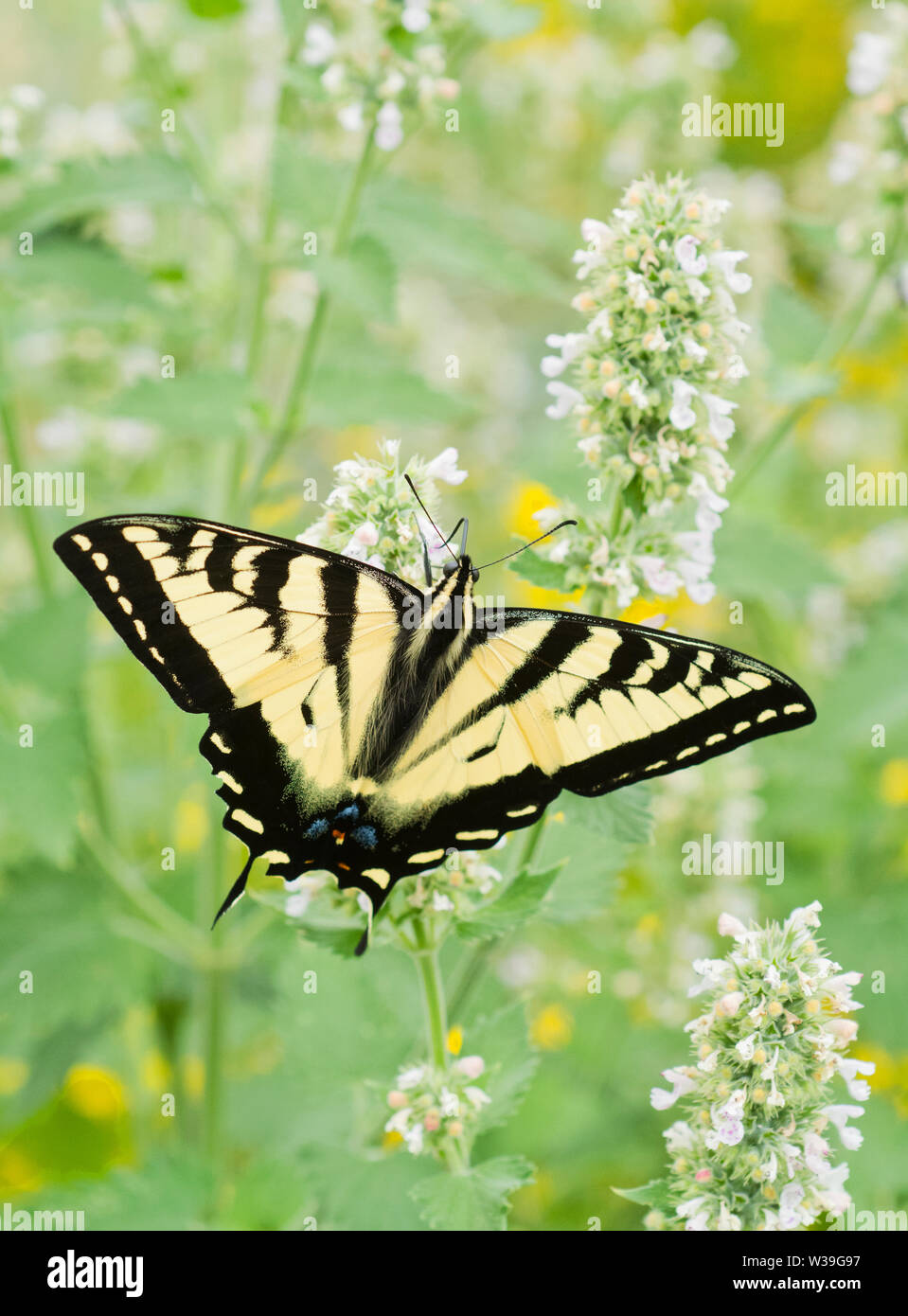 Rutulus Western tiger swallowtail hi-res stock photography and images - Alamy