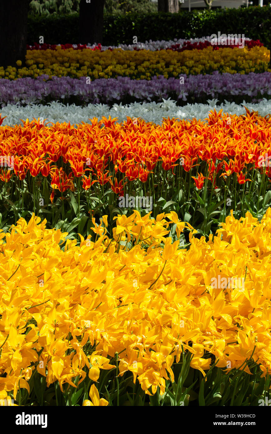 Blooming tulips flowers in as floral plant background Stock Photo - Alamy