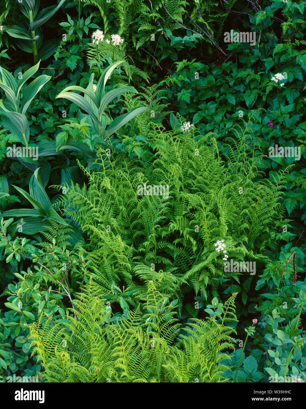 USA, Washington, Mt. Rainier National Park, Lush spring flora including hellebore, valerian and ferns. Stock Photo