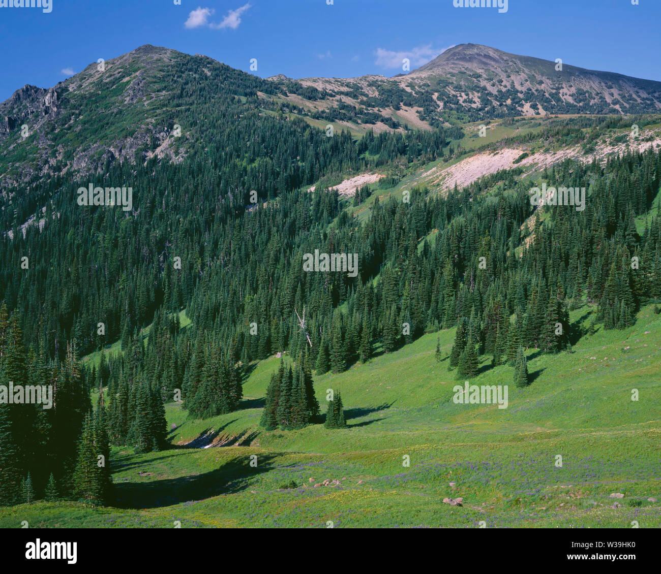 USA, Washington, Mt. Rainier National Park, Wildflower meadow and