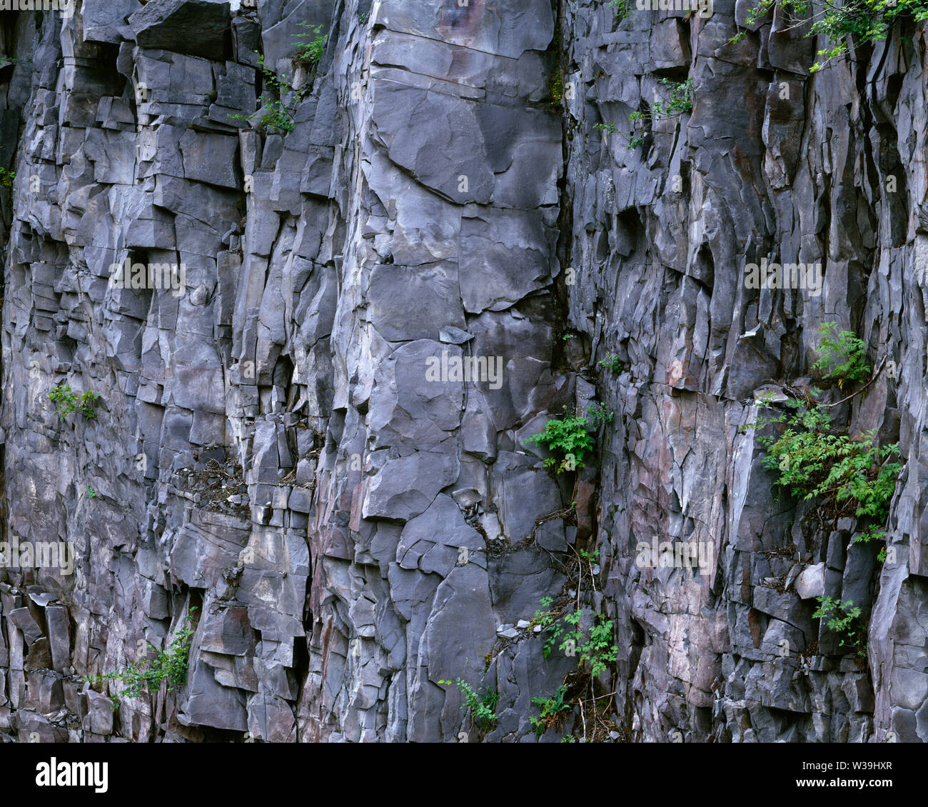 USA, Washington, Mt. Rainier National Park, Scattered plants gain foothold on fractured rock wall in Upper Stevens Canyon. Stock Photo