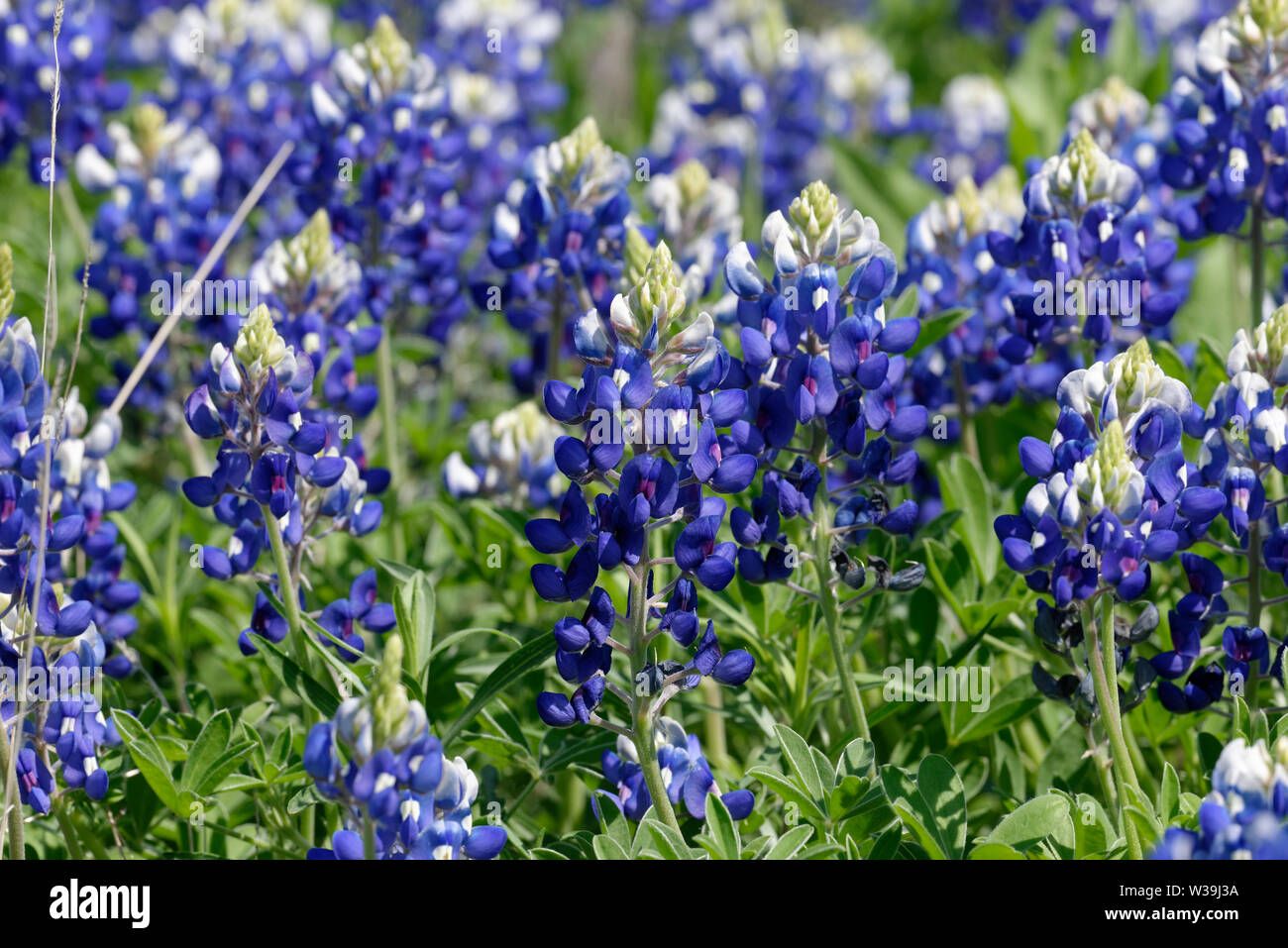 Texas Bluebonnet Stock Photo