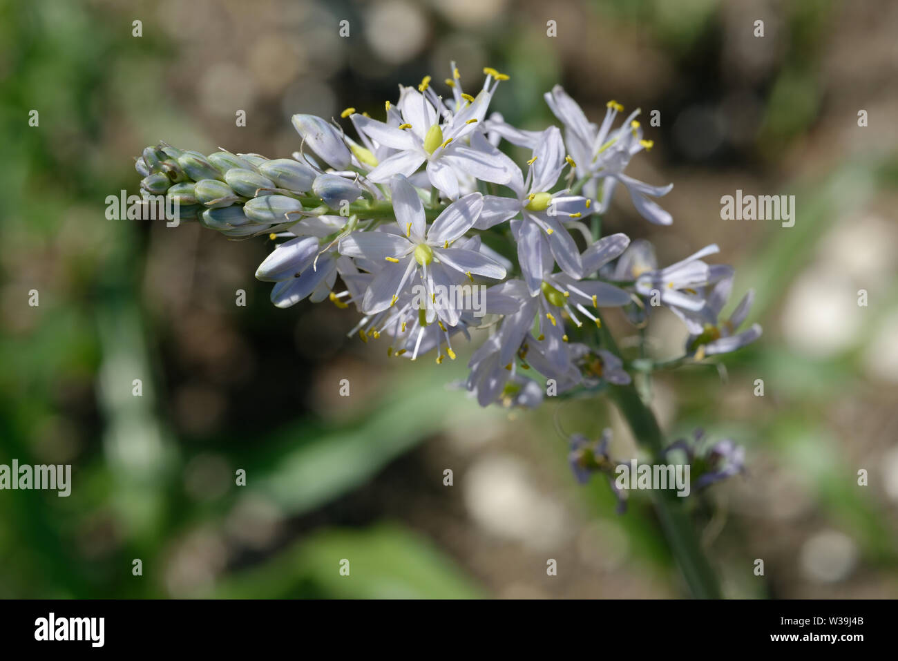 Wild Hyacinth Stock Photo