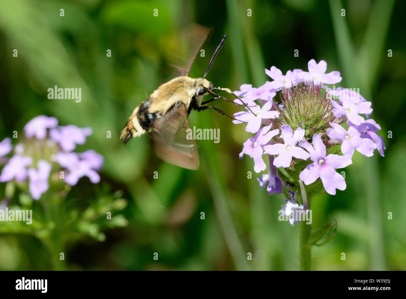 Snowberry clearwing Hummingbird Moth Stock Photo