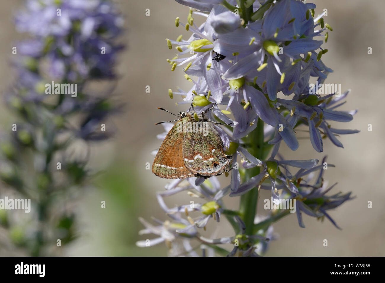 Juniper Hairstreak Stock Photo
