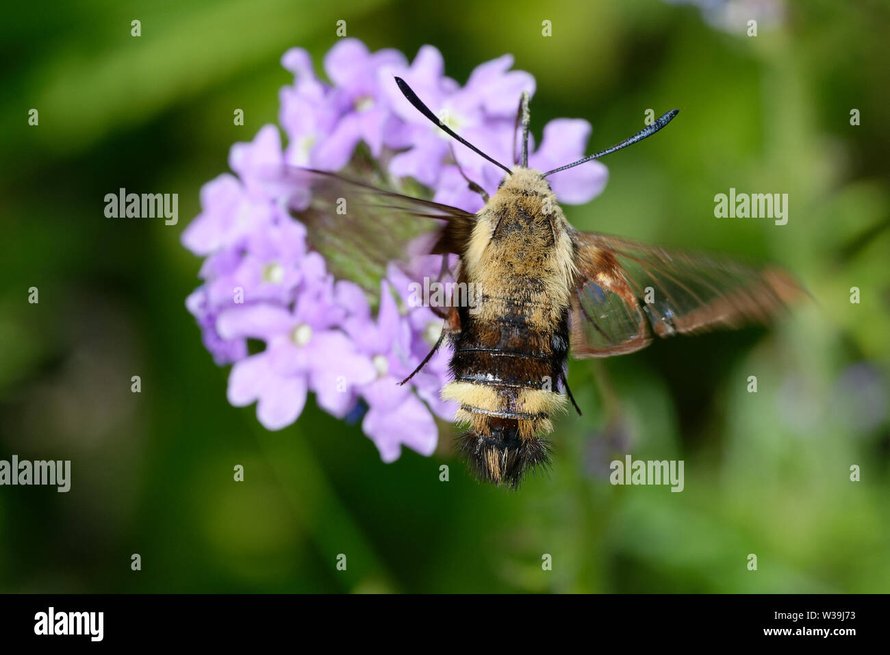Snowberry Clearwing Hummingbird Moth, Stock Photo