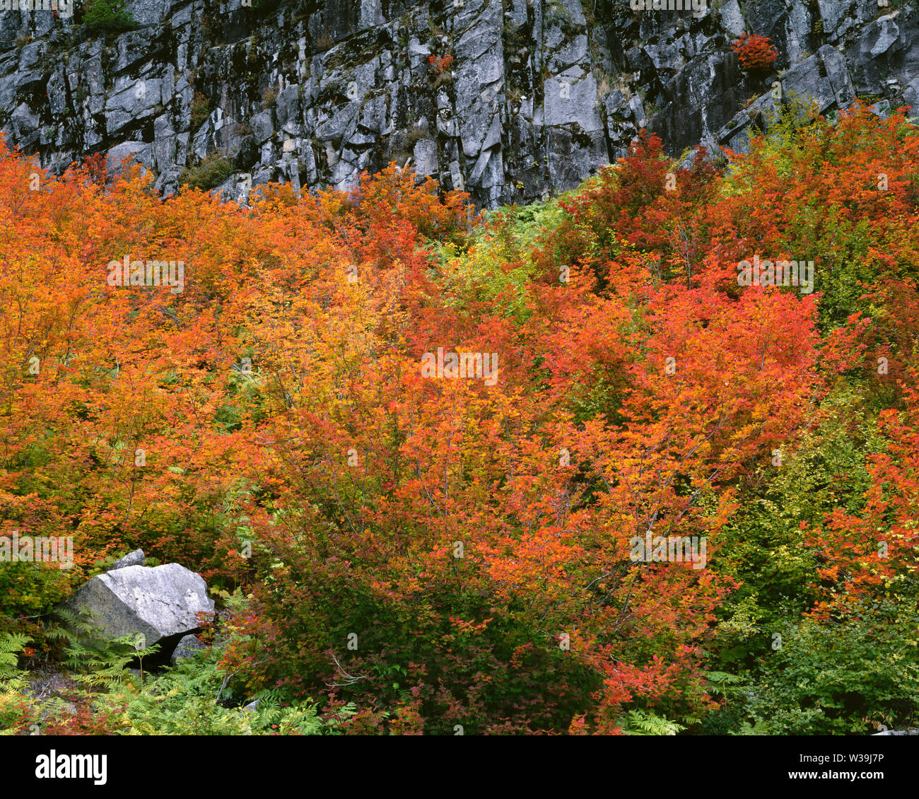 USA, Washington, Mt. Rainier National Park, Fall colored vine maple ...