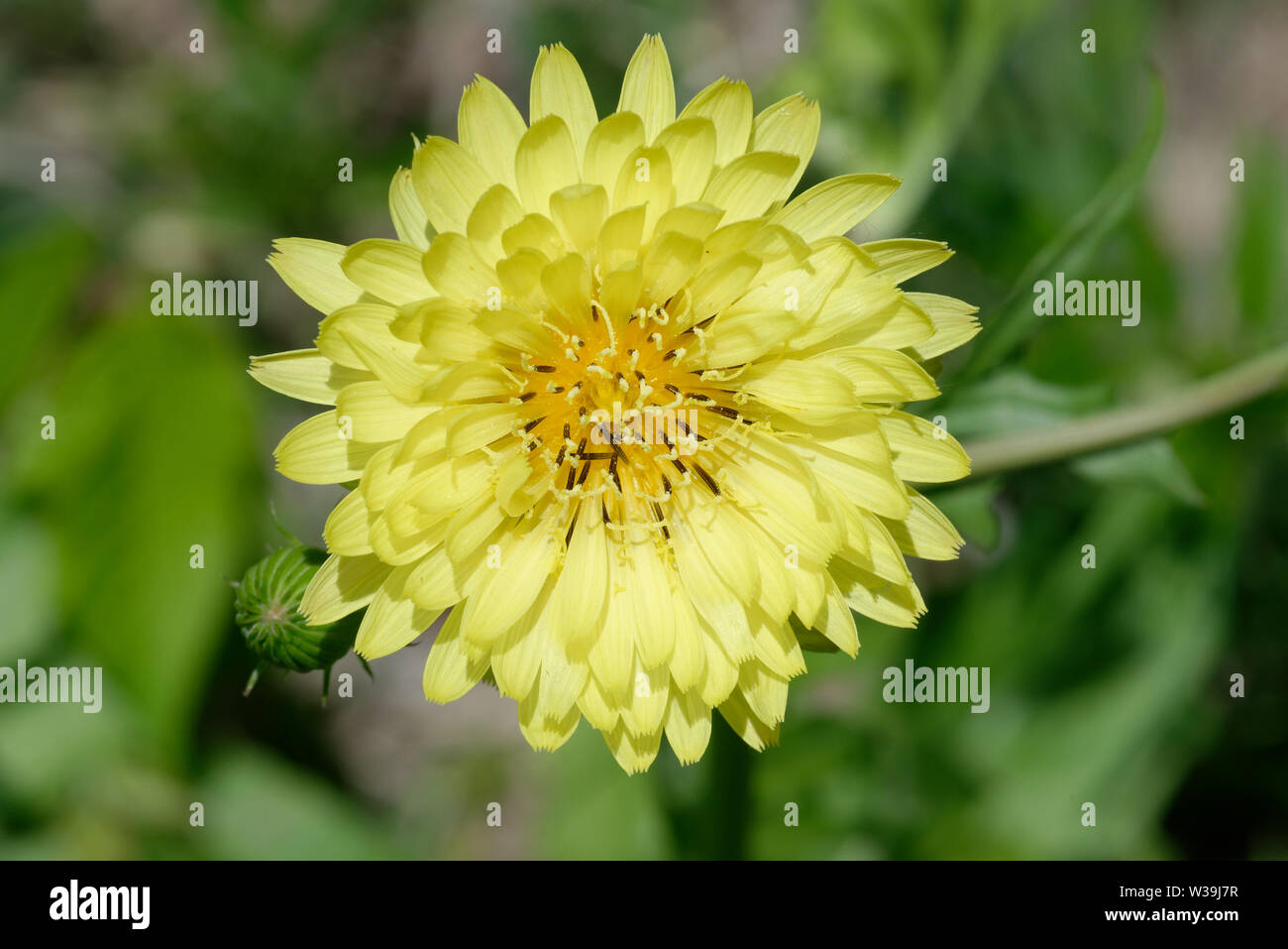 False dandelion hires stock photography and images Alamy