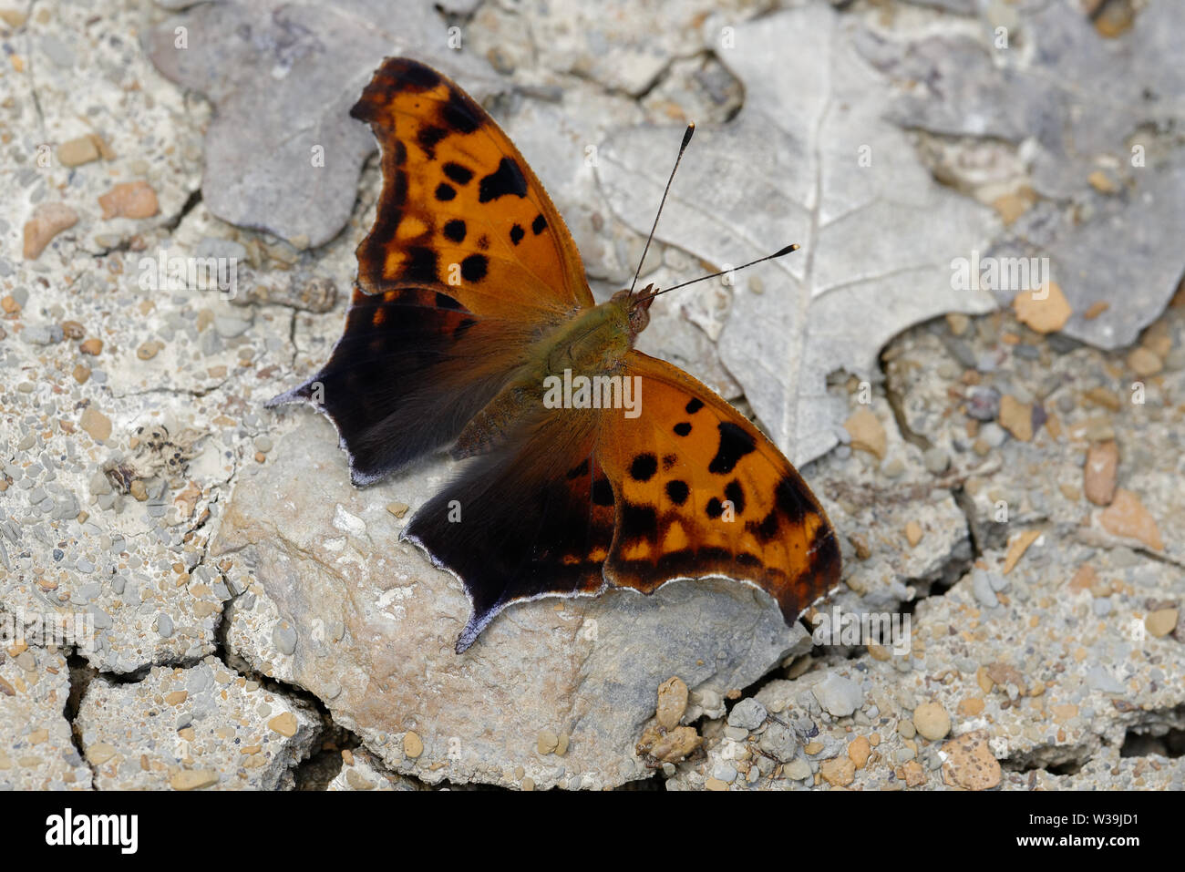 Question Mark, Polygonia interrogationis Stock Photo