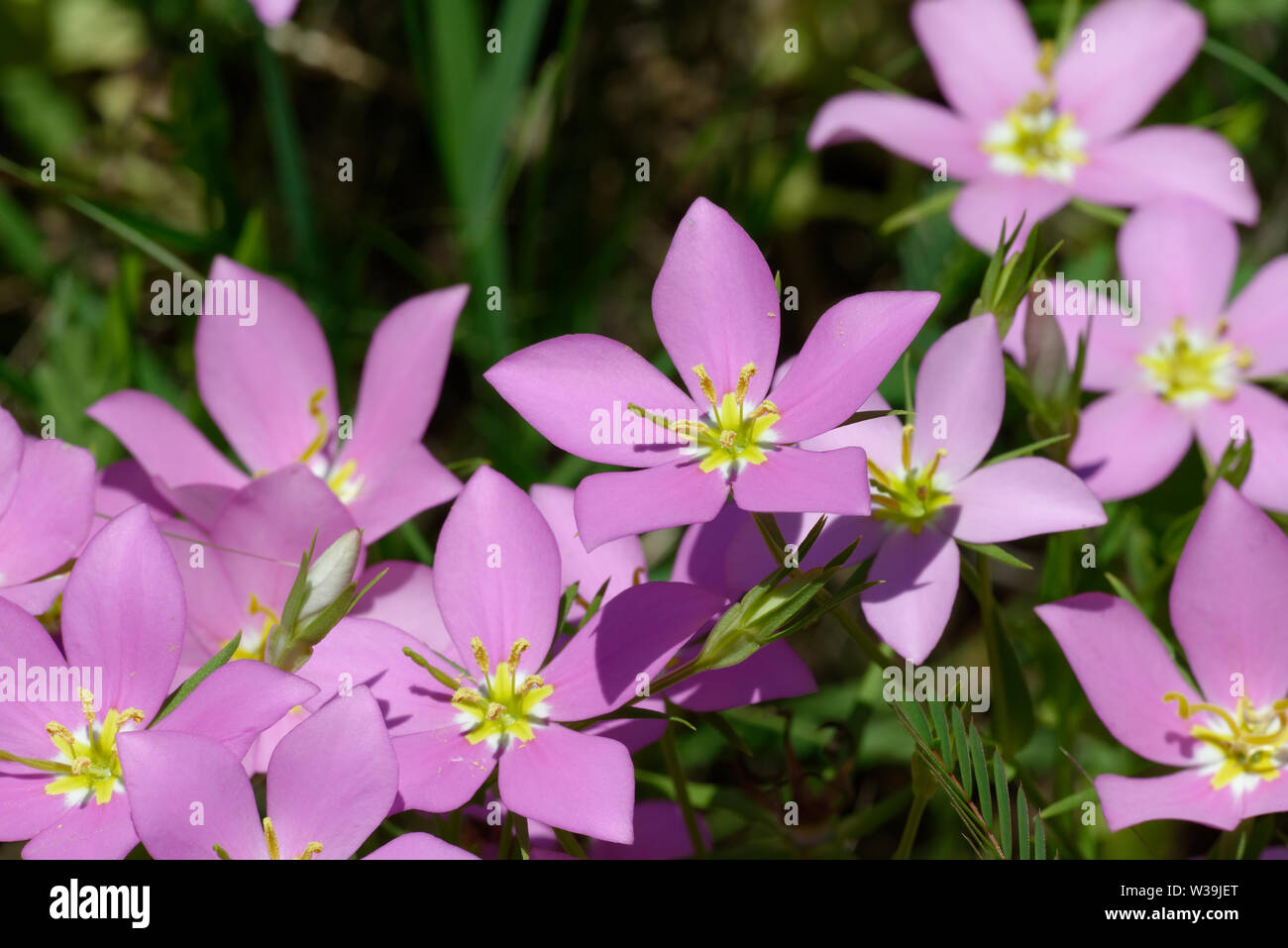 Prairie rosegentian Stock Photo Alamy