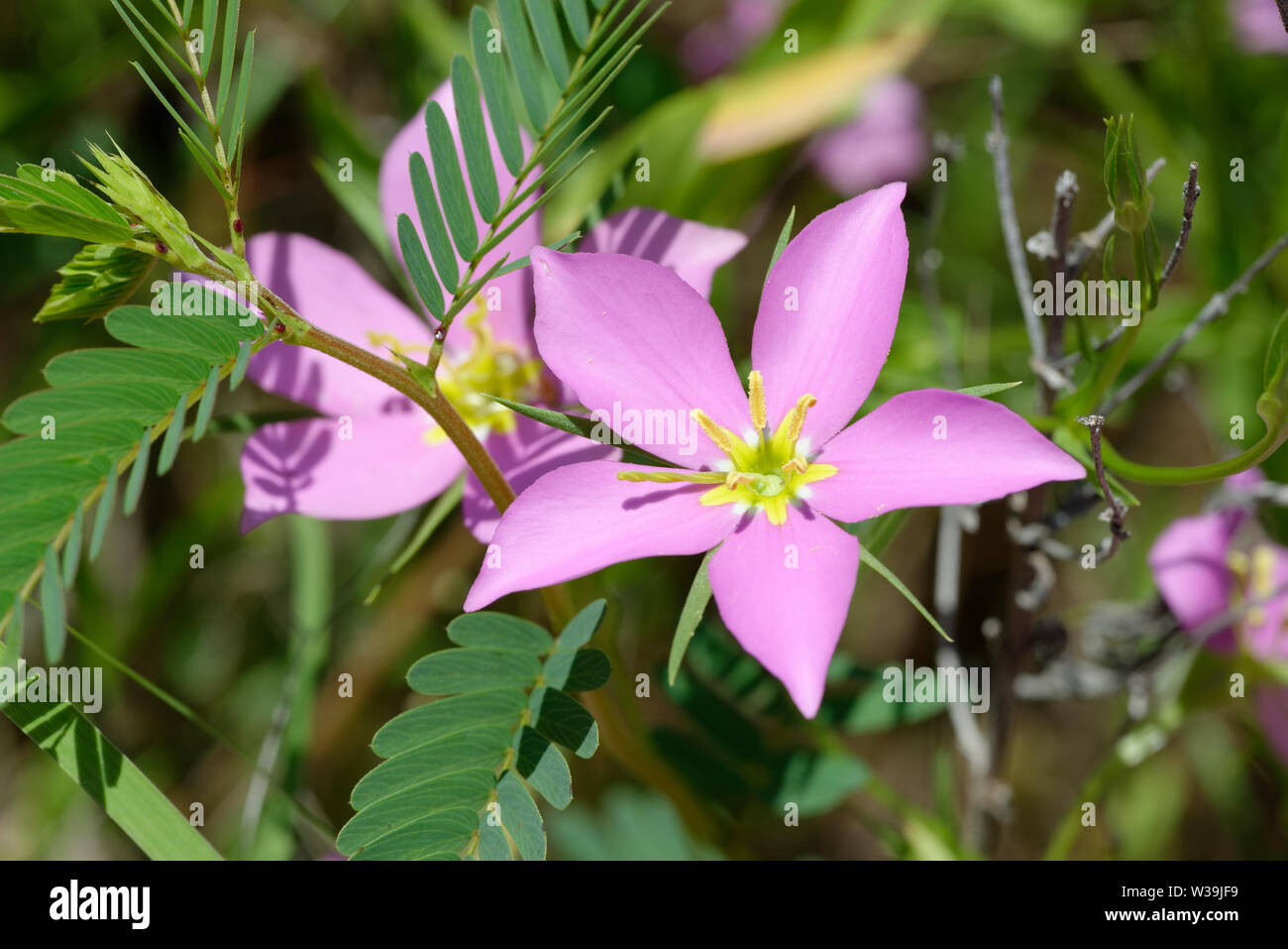 Prairie rosegentian Stock Photo Alamy