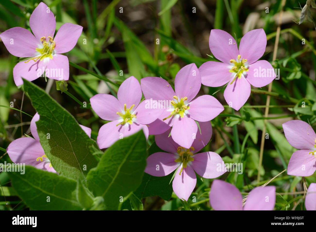 Prairie rose hires stock photography and images Alamy
