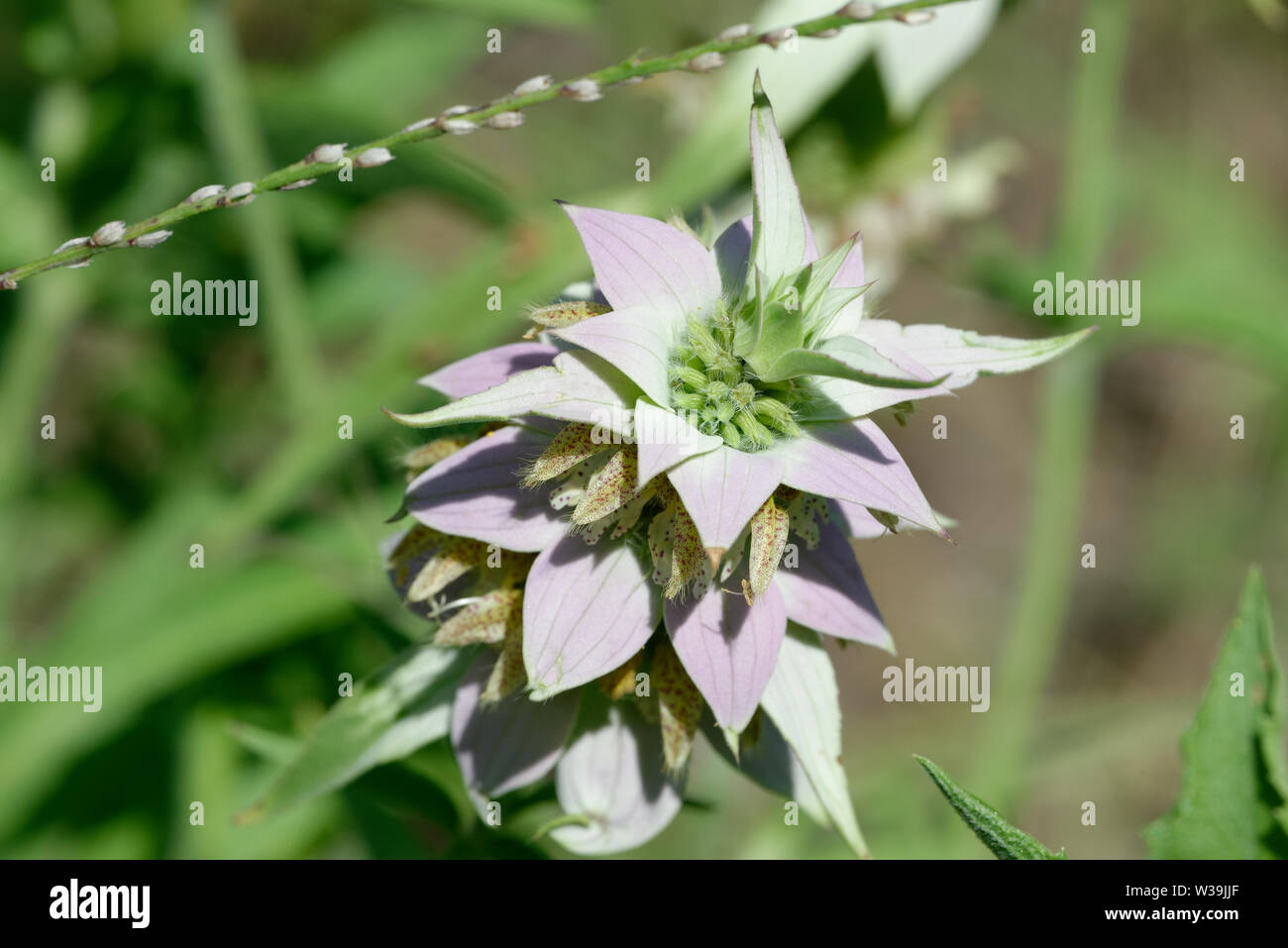 Spotted Beebalm Stock Photo