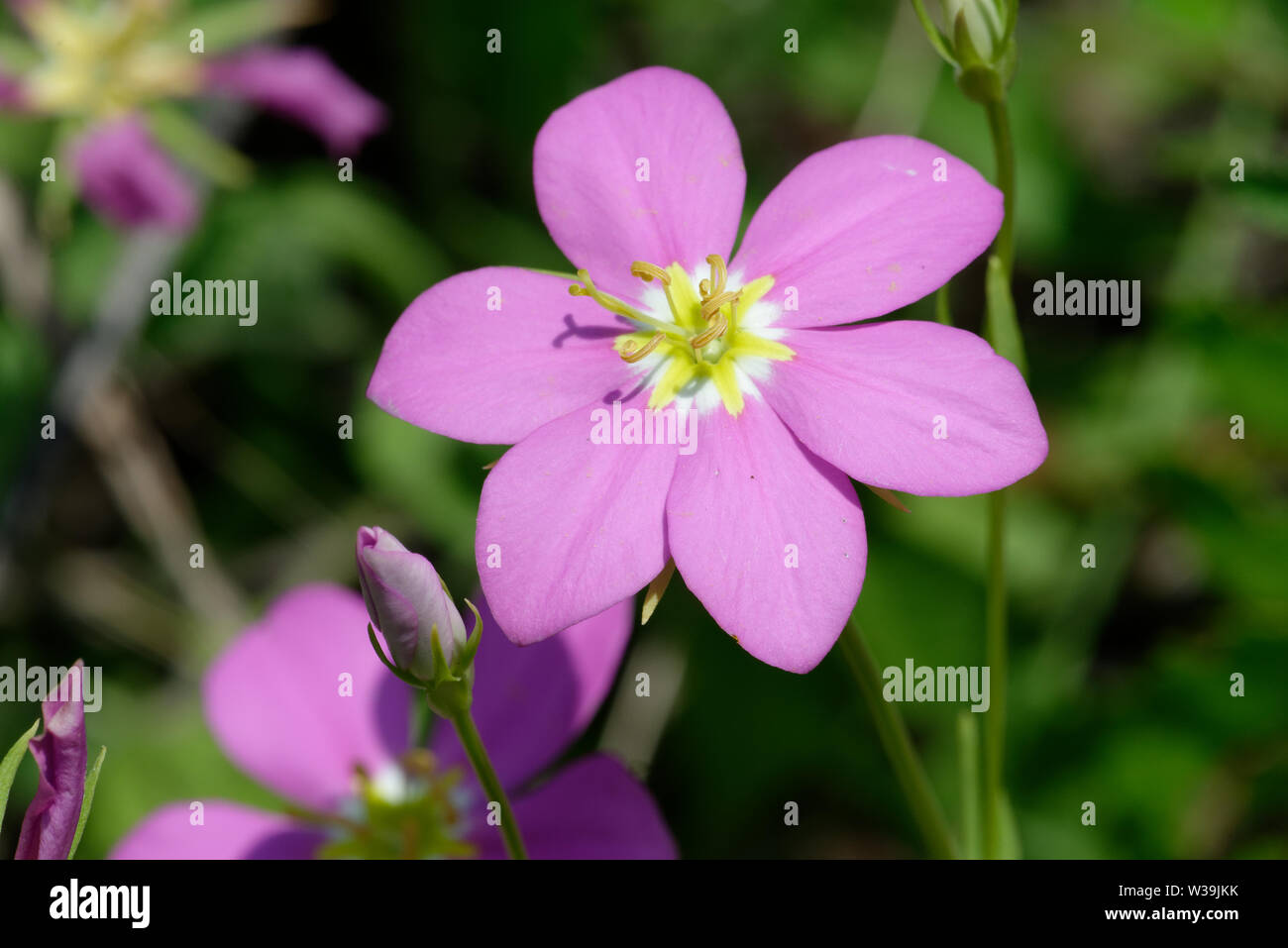 Prairie rosegentian Stock Photo Alamy