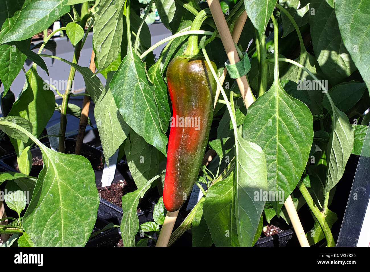 Anaheim Chili Pepper High Resolution Stock Photography and Images - Alamy