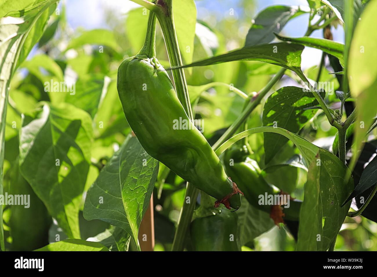A fresh anaheim chili pepper growing on a plant Stock Photo Alamy