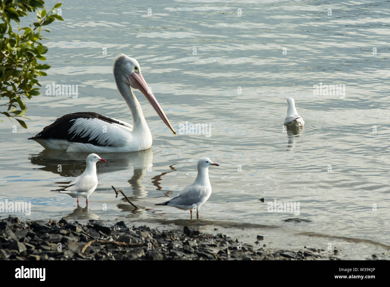 Pelican and seagulls on Caboolture River at Beachmere Queensland Australia. Stock Photo