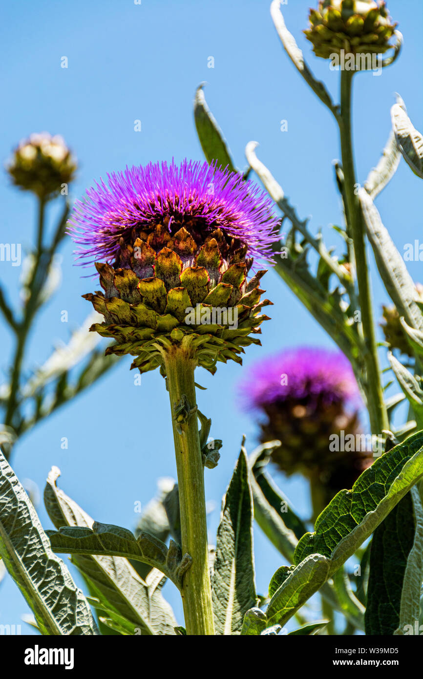 Cardoon (AKA the artichoke thistle or globe artichoke) is a thistle in the sunflower family. Stems are edible and highly prized in the Mediterranean. Stock Photo