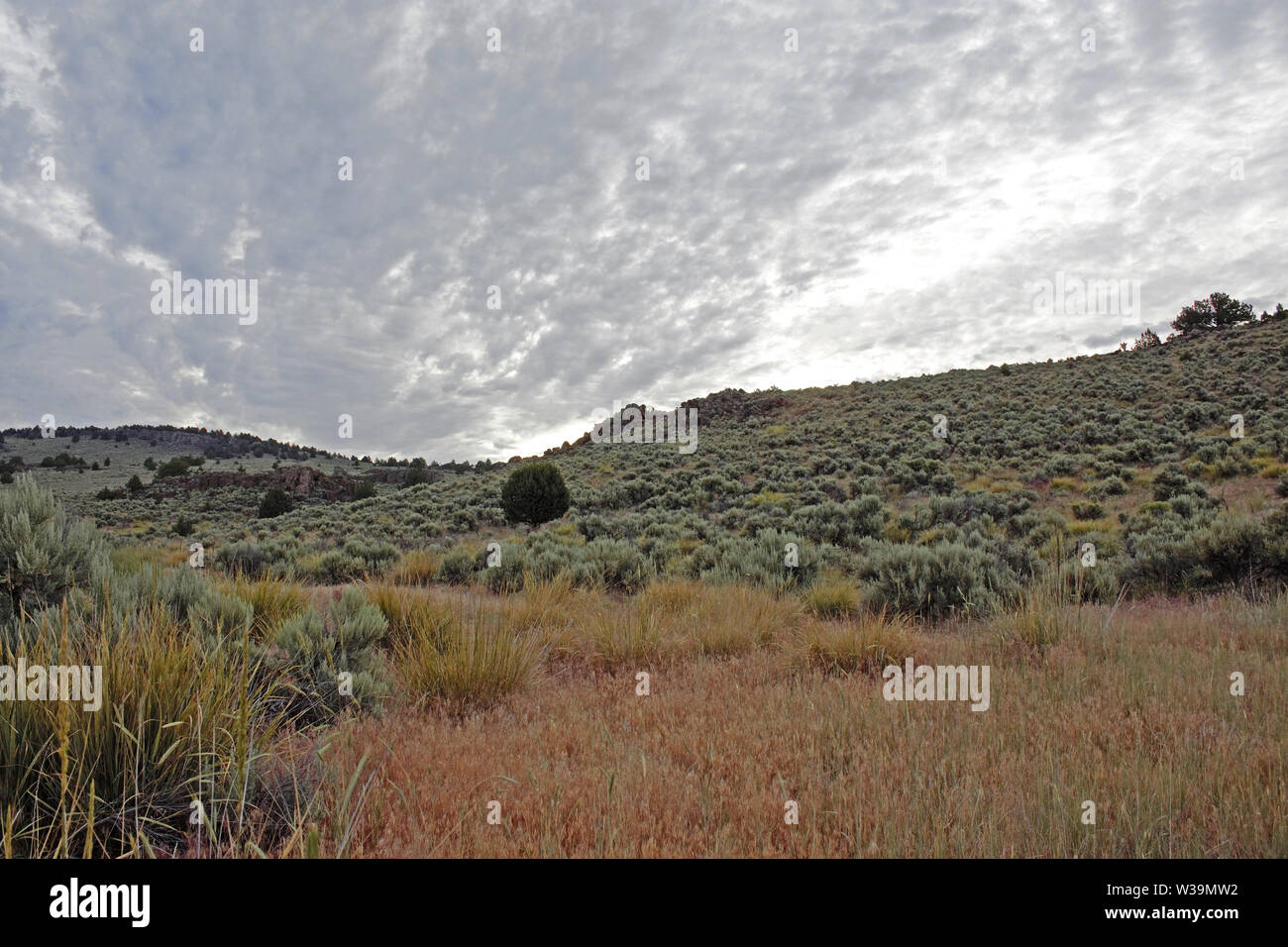 The Eastern Oregon desert is mostly sage brush with an occasional patch of grass. Stock Photo