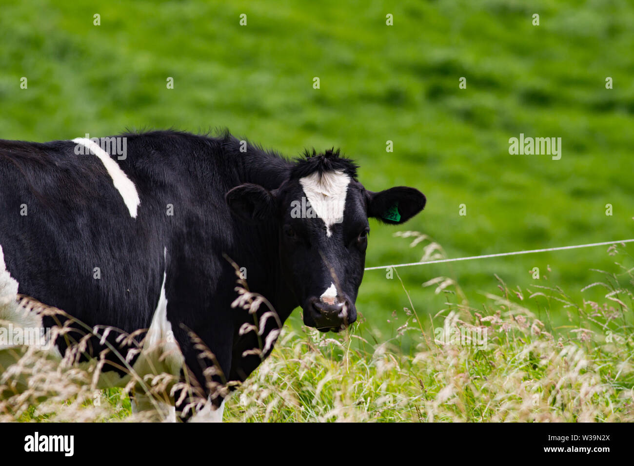 Closeup of black cow with white forehead Stock Photo Alamy