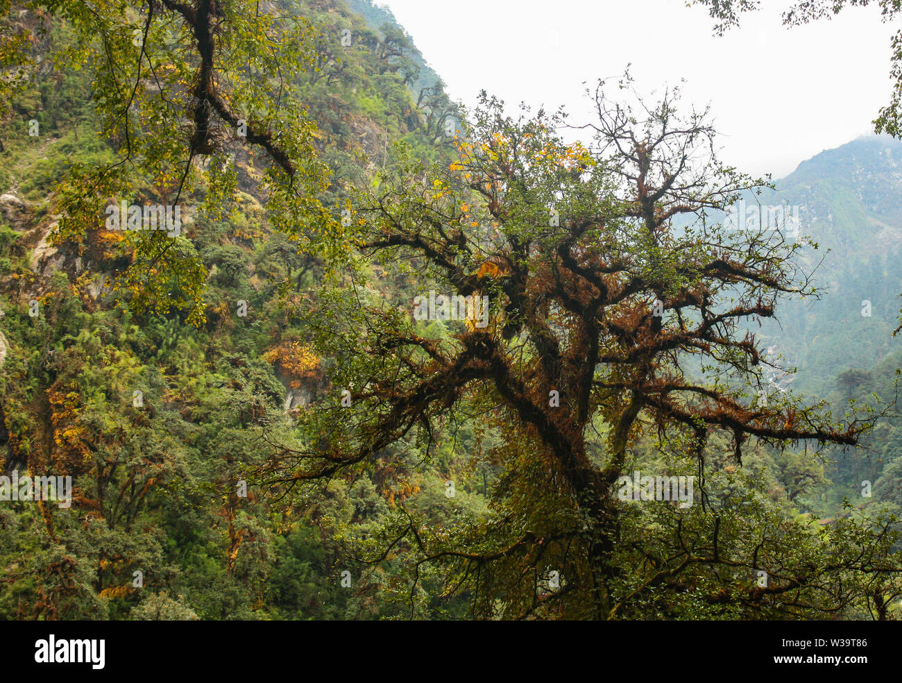 Colorful gigantic tree. on the way to langtang valley. the trekking route deep forest of mammoth colorful woods formed by lichen. Stock Photo