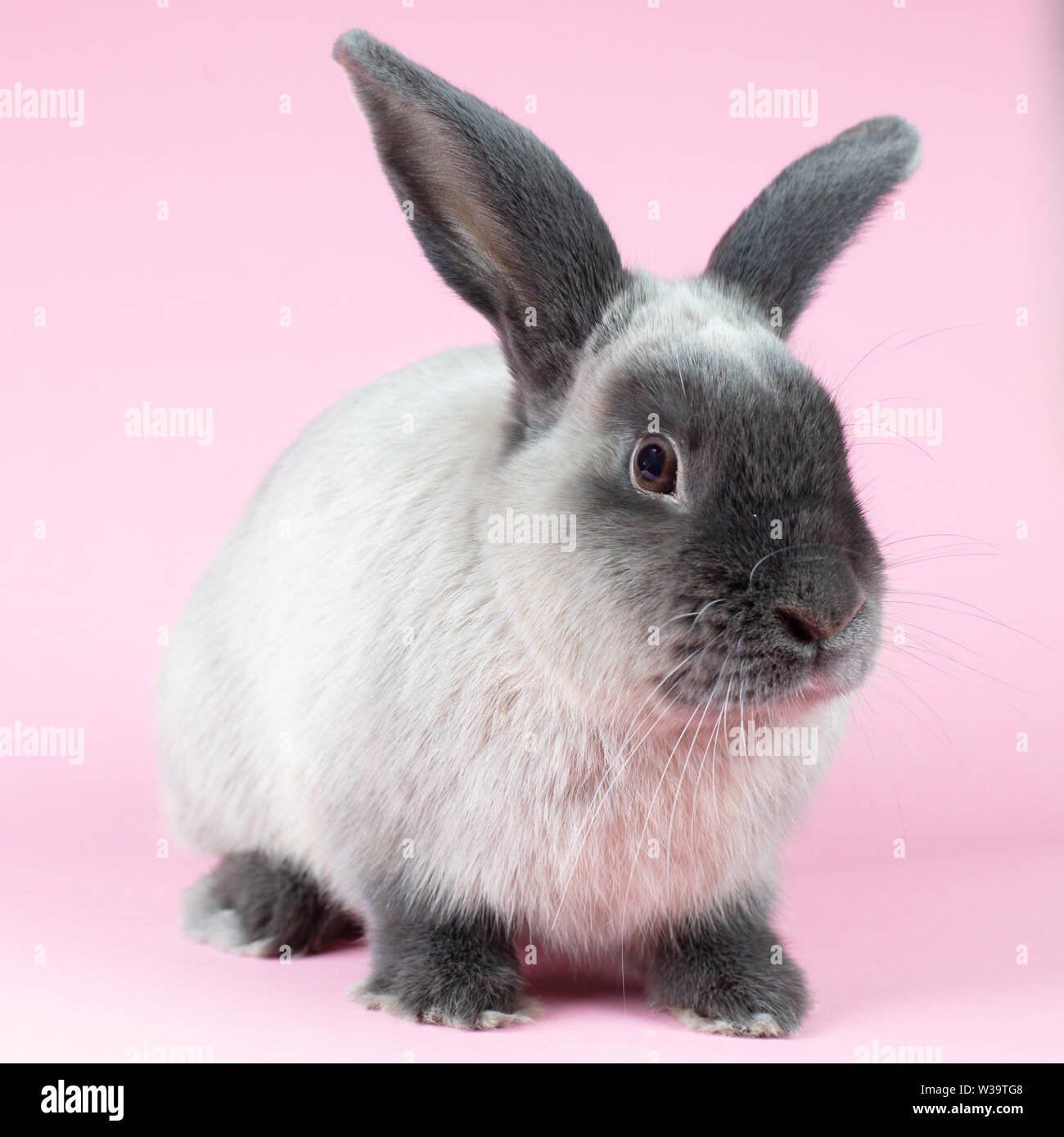 Lop Rabbit on Isolated Background Stock Photo