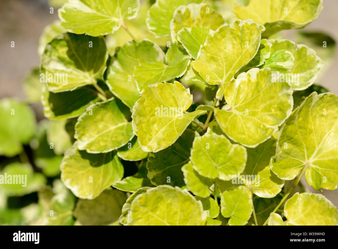 Shrub leaves lit by the bright tropical sun Stock Photo - Alamy