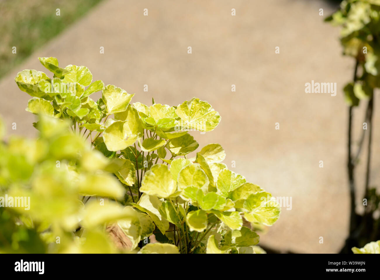 Shrub leaves lit by the bright tropical sun Stock Photo - Alamy