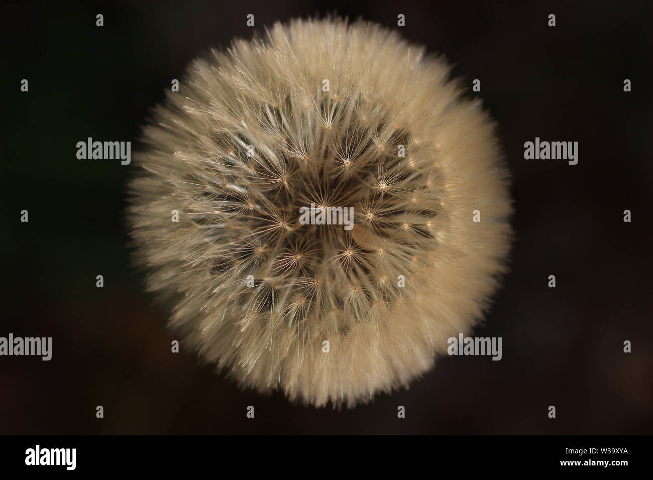 dandelion seeds seen from above, close up and on a black background Stock Photo