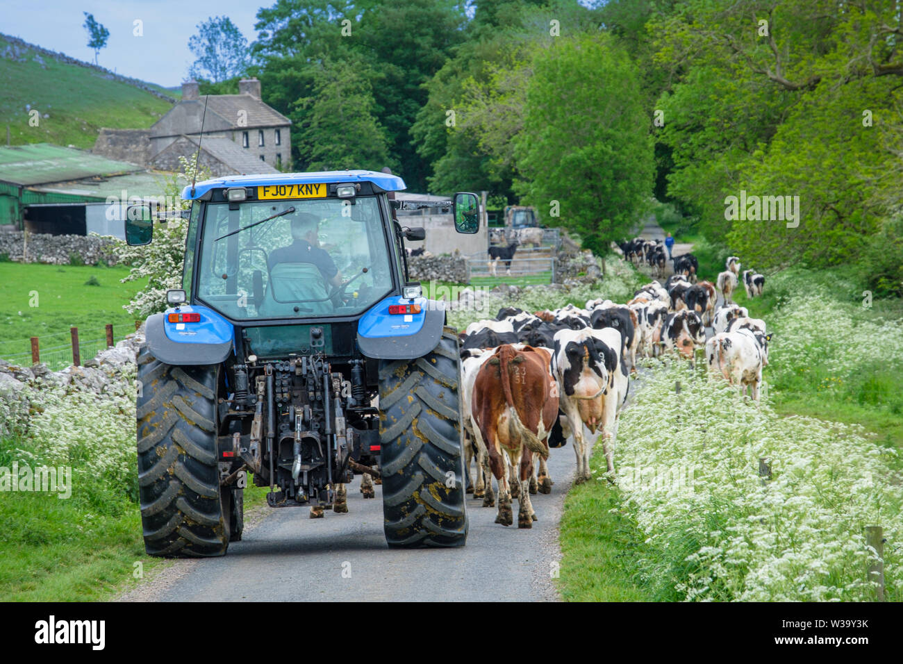 Taking a herd of cows to the milking parlour. Stock Photo