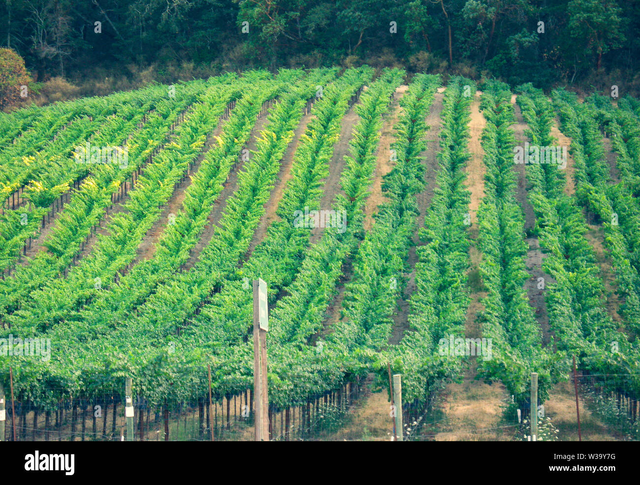 Napa Valley in Northern California, USA Stock Photo Alamy