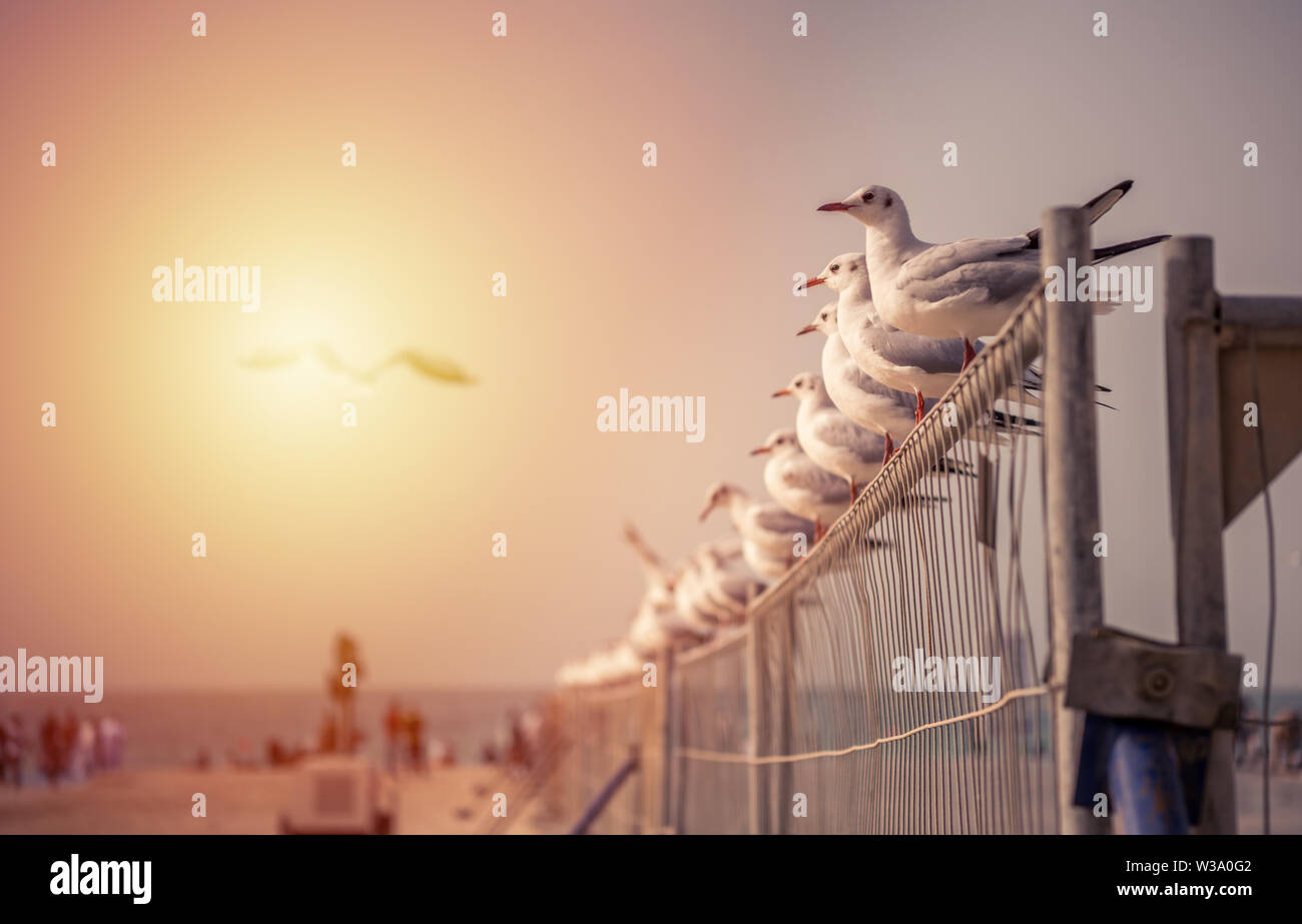 In perfect order, sitting in the sunshine, standing well at the photo. These birds captured on a fence on a beach in Dubai are simply perfect, in the Stock Photo