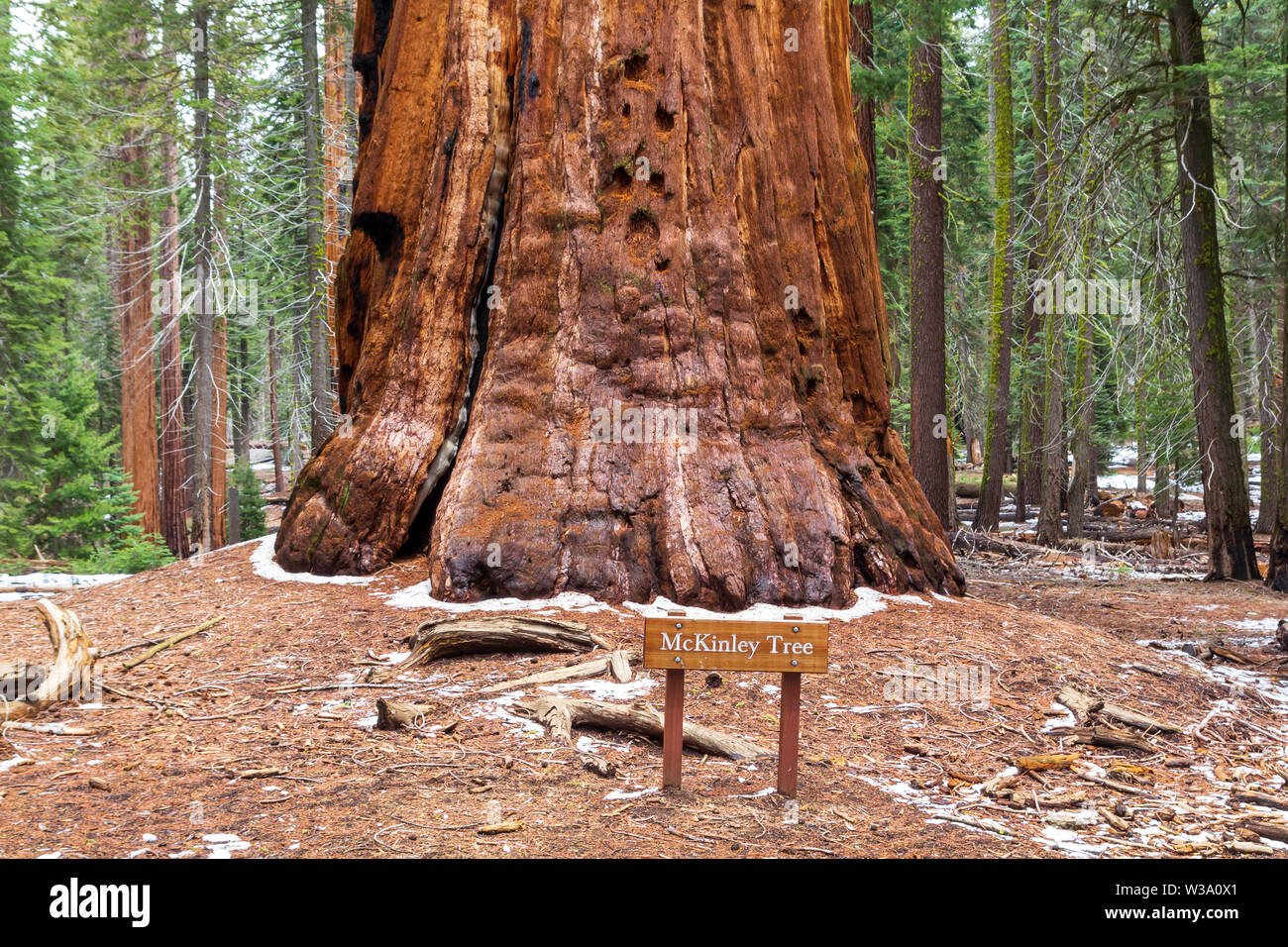 McKinley tree, a giant sequoia at Sequoia National Park, United States Stock Photo