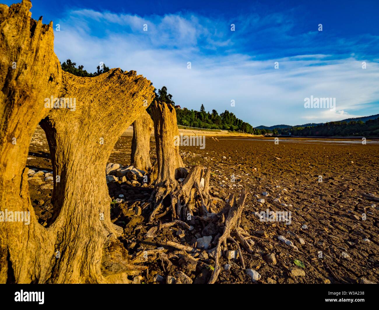 Dried lake Bajer in Fuzine Croatia dry tree stumps stump Stock Photo