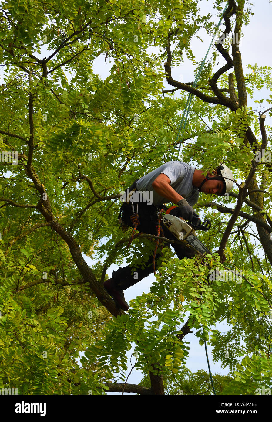 Tree Surgeon up tree with chainsaw trimming Stock Photo - Alamy