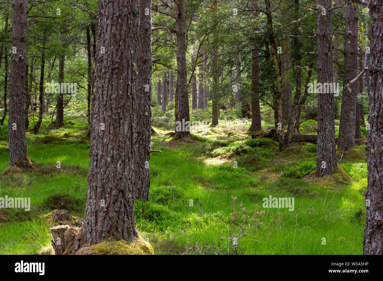 Mixed woodland near Foyers, Invernesshire, Scotland, UK Stock Photo Alamy