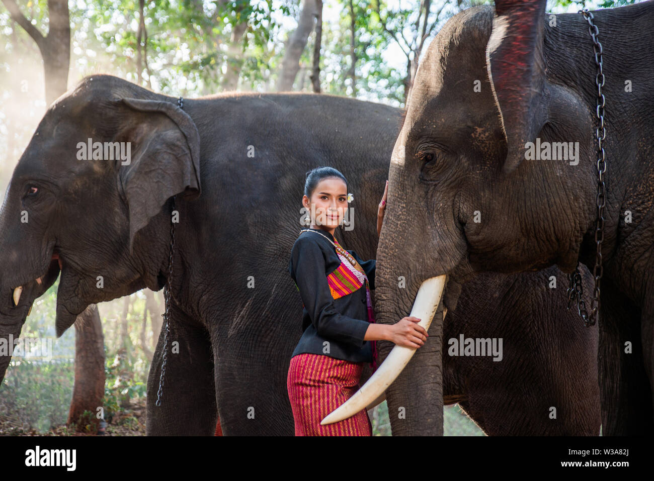 Elephant with beautiful girl in asian countryside, Thailand Thai